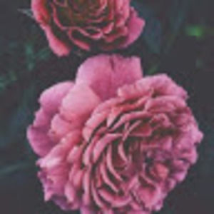 Meet your Posher, Leah